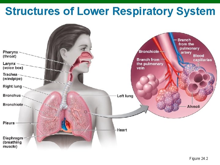 Structures of Lower Respiratory System Figure 24. 2 