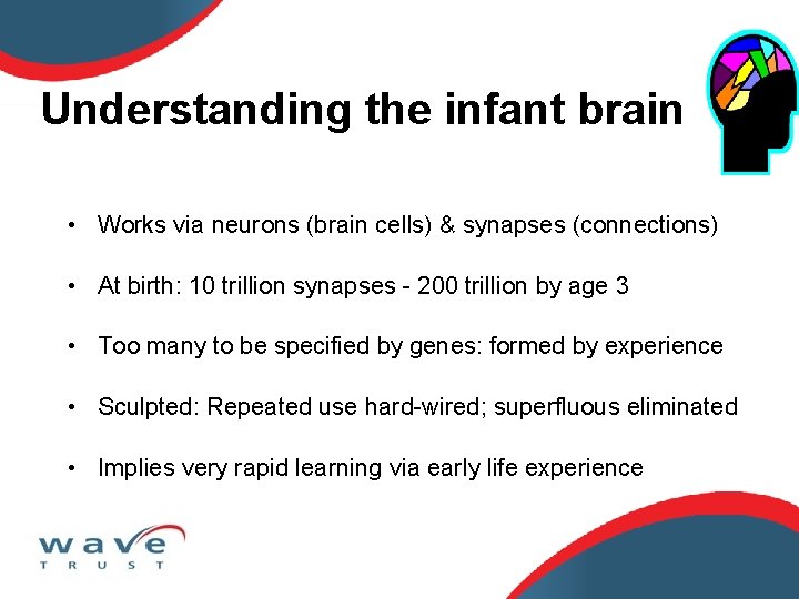Understanding the infant brain • Works via neurons (brain cells) & synapses (connections) •