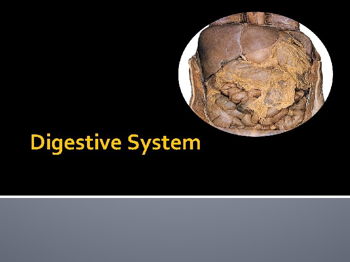 Digestive System 