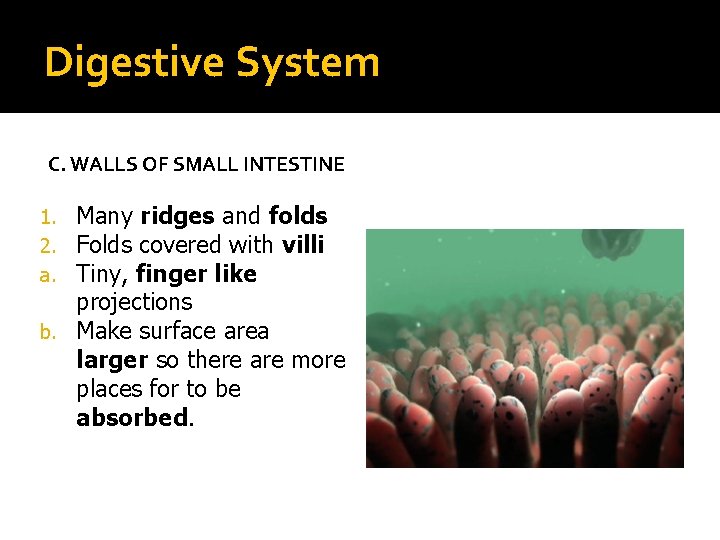 Digestive System C. WALLS OF SMALL INTESTINE Many ridges and folds Folds covered with