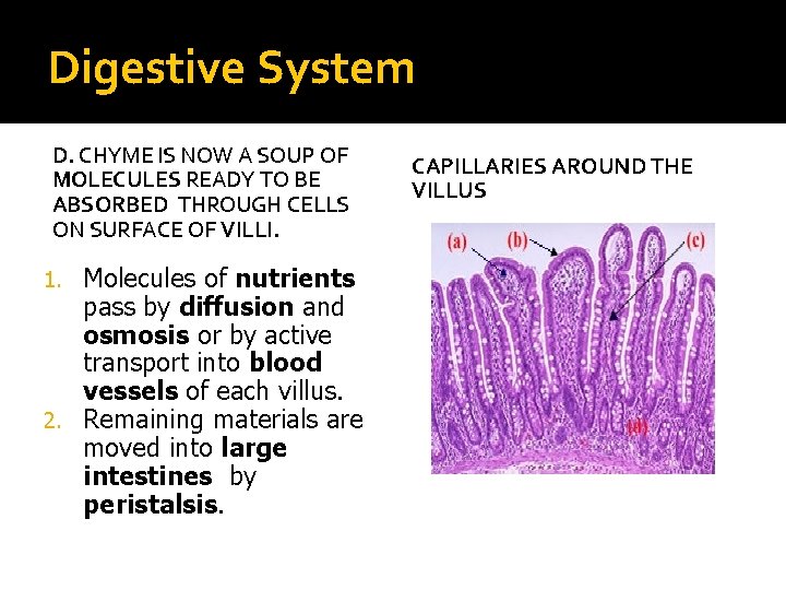 Digestive System D. CHYME IS NOW A SOUP OF MOLECULES READY TO BE ABSORBED