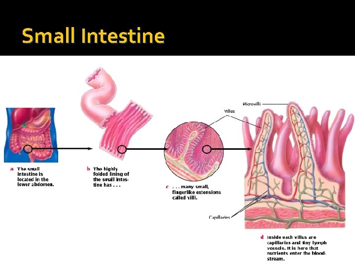 Small Intestine 