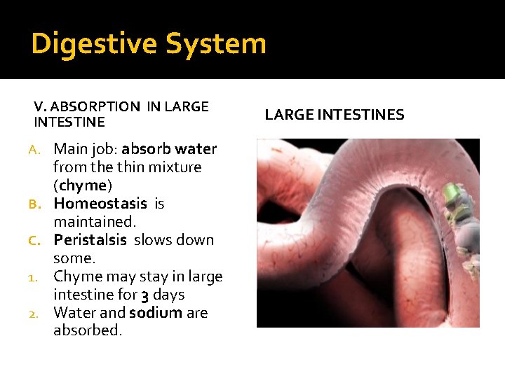 Digestive System V. ABSORPTION IN LARGE INTESTINE A. B. C. 1. 2. Main job: