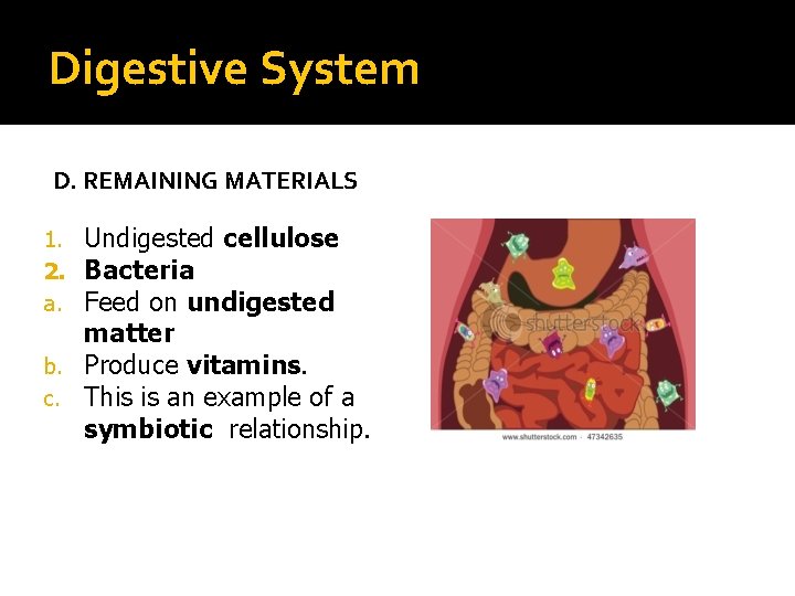 Digestive System D. REMAINING MATERIALS Undigested cellulose Bacteria Feed on undigested matter b. Produce