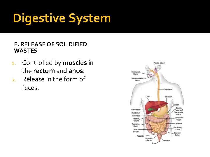 Digestive System E. RELEASE OF SOLIDIFIED WASTES Controlled by muscles in the rectum and