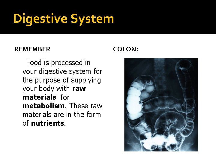 Digestive System REMEMBER Food is processed in your digestive system for the purpose of