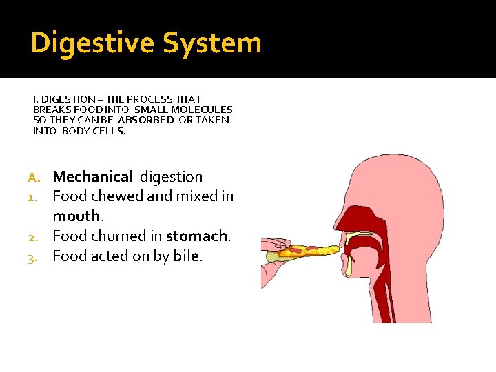 Digestive System I. DIGESTION – THE PROCESS THAT BREAKS FOOD INTO SMALL MOLECULES SO