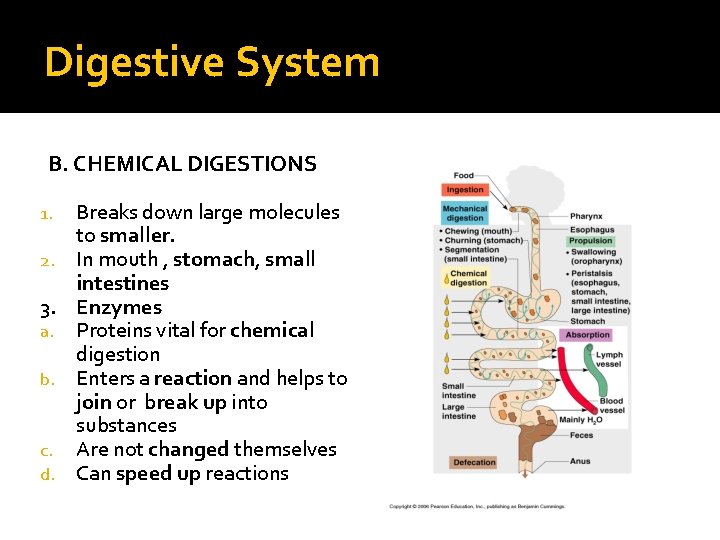 Digestive System B. CHEMICAL DIGESTIONS Breaks down large molecules to smaller. 2. In mouth