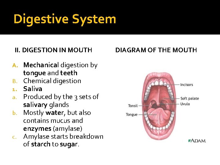 Digestive System II. DIGESTION IN MOUTH A. B. 1. a. b. c. Mechanical digestion