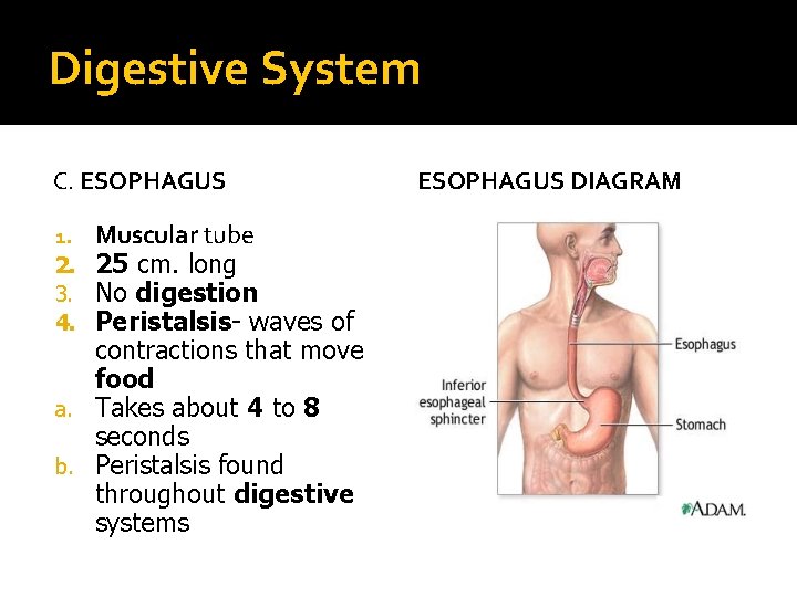 Digestive System C. ESOPHAGUS Muscular tube 25 cm. long No digestion Peristalsis- waves of