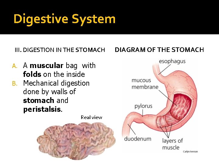 Digestive System III. DIGESTION IN THE STOMACH A muscular bag with folds on the