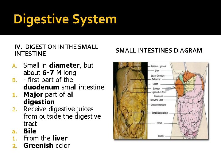 Digestive System IV. DIGESTION IN THE SMALL INTESTINE A. B. 1. 2. a. 1.