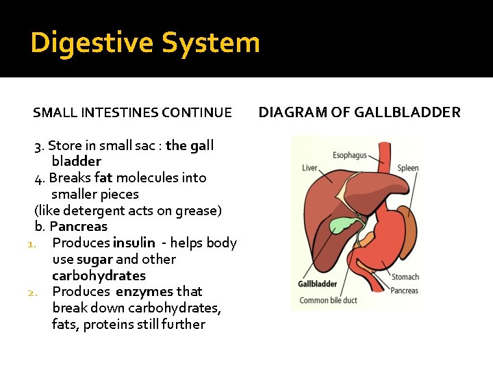 Digestive System SMALL INTESTINES CONTINUE 3. Store in small sac : the gall bladder