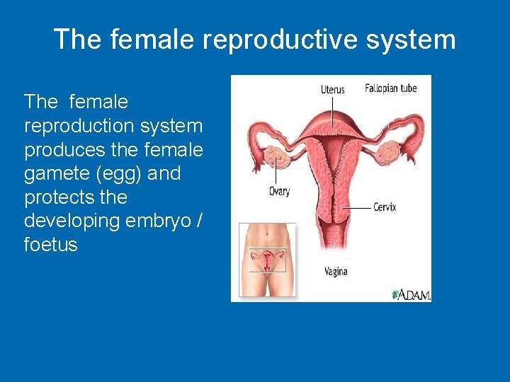 Human Reproduction Same pictures these have labels The
