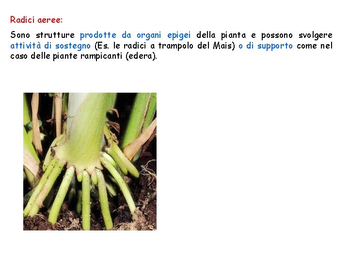 Radici aeree: Sono strutture prodotte da organi epigei della pianta e possono svolgere attività