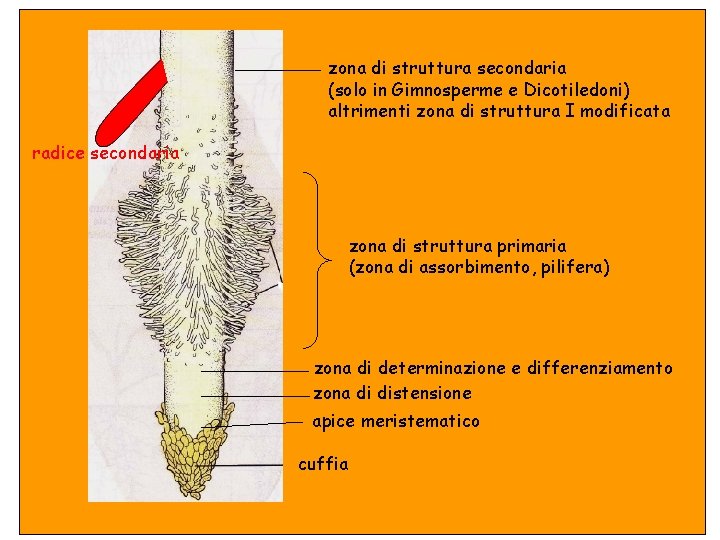 Struttura primaria zona di struttura secondaria (solo in Gimnosperme e Dicotiledoni) altrimenti zona di