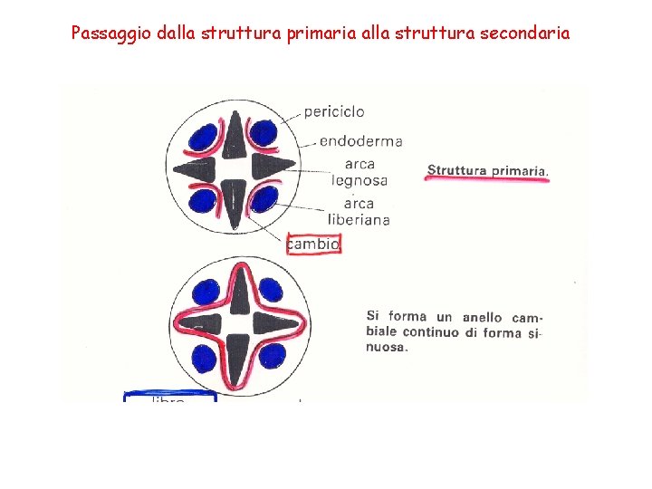 Passaggio dalla struttura primaria alla struttura secondaria 