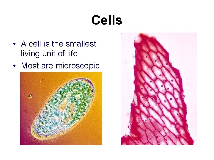 Cells • A cell is the smallest living unit of life • Most are