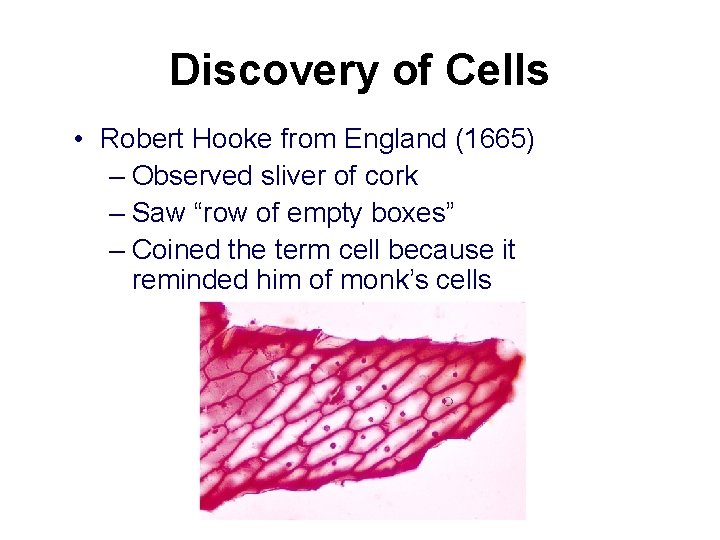 Discovery of Cells • Robert Hooke from England (1665) – Observed sliver of cork
