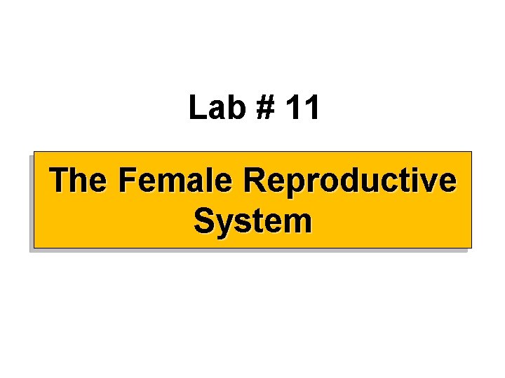 Lab 11 The Female Reproductive System The Female