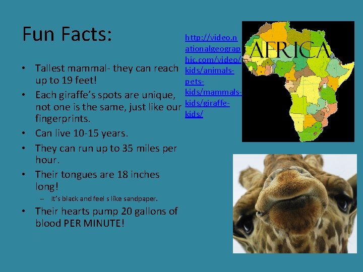Fun Facts: • Tallest mammal- they can reach up to 19 feet! • Each