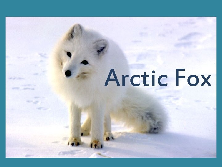 Arctic Fox 