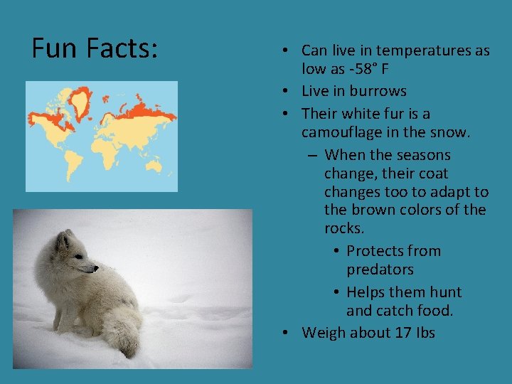Fun Facts: • Can live in temperatures as low as -58° F • Live