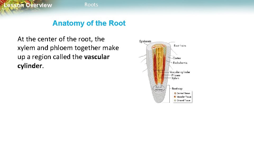 Lesson Overview Roots and Stems Lesson Overview Roots