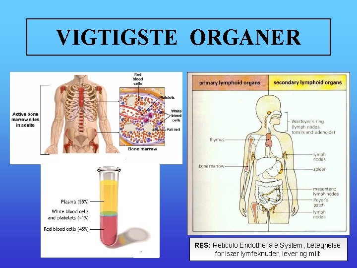 VIGTIGSTE ORGANER RES: Reticulo Endotheliale System, betegnelse for især lymfeknuder, lever og milt. 