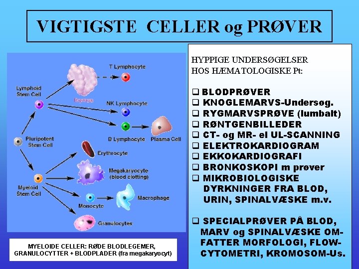 VIGTIGSTE CELLER og PRØVER HYPPIGE UNDERSØGELSER HOS HÆMATOLOGISKE Pt: q BLODPRØVER q KNOGLEMARVS-Undersøg. q