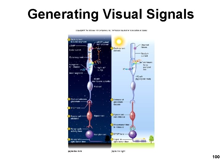 Generating Visual Signals 100 