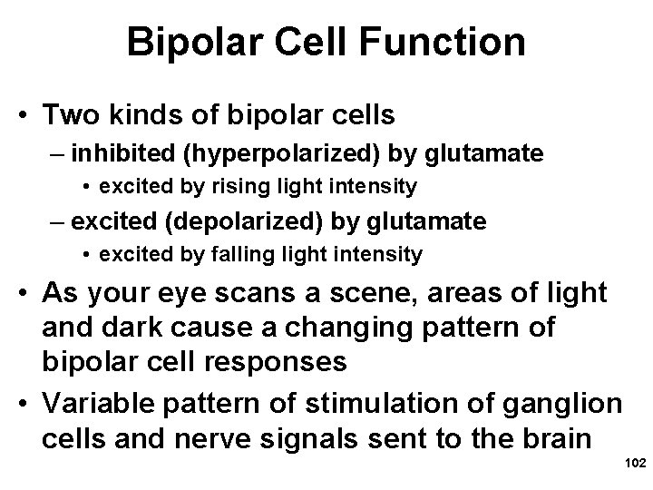 Bipolar Cell Function • Two kinds of bipolar cells – inhibited (hyperpolarized) by glutamate