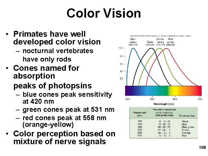 Color Vision • Primates have well developed color vision – nocturnal vertebrates have only