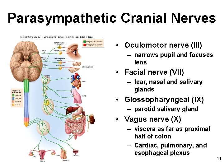 Parasympathetic Cranial Nerves • Oculomotor nerve (III) – narrows pupil and focuses lens •