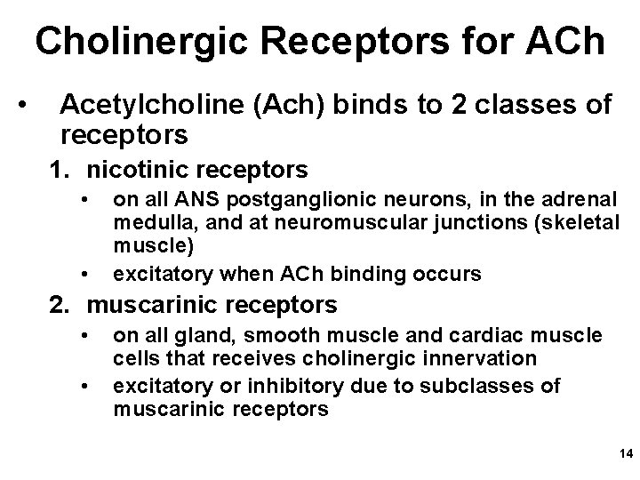 Cholinergic Receptors for ACh • Acetylcholine (Ach) binds to 2 classes of receptors 1.