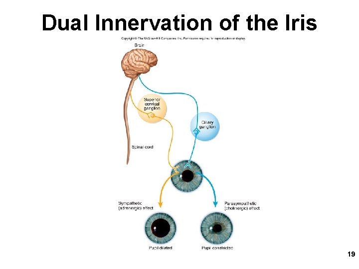 Dual Innervation of the Iris 19 