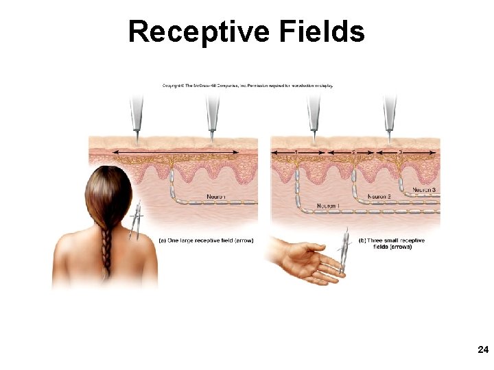 Receptive Fields 24 