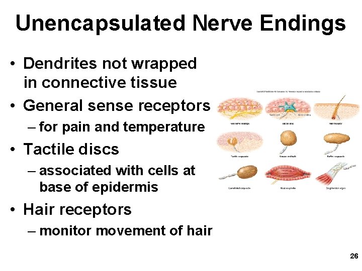 Unencapsulated Nerve Endings • Dendrites not wrapped in connective tissue • General sense receptors