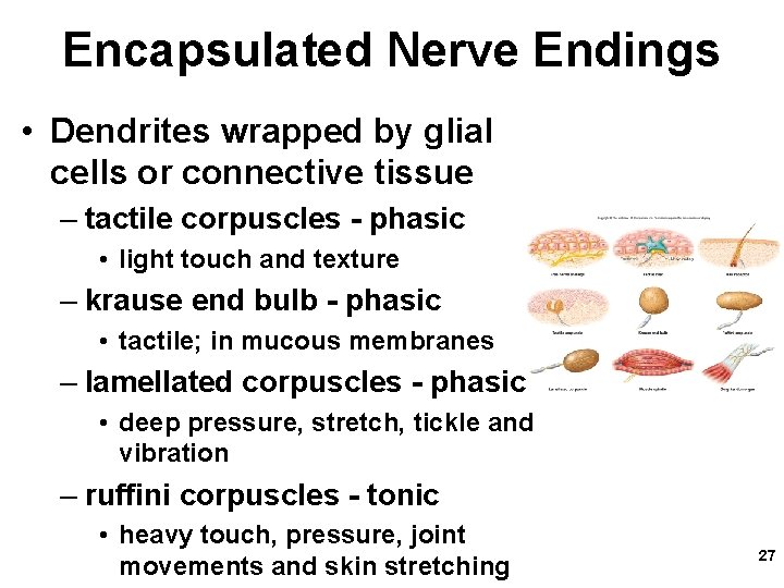 Encapsulated Nerve Endings • Dendrites wrapped by glial cells or connective tissue – tactile