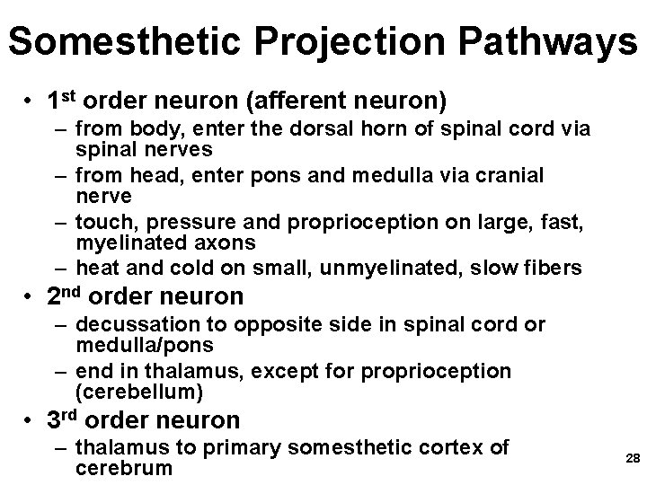 Somesthetic Projection Pathways • 1 st order neuron (afferent neuron) – from body, enter