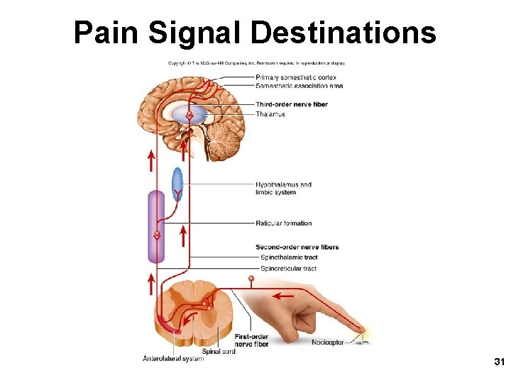 Pain Signal Destinations 31 