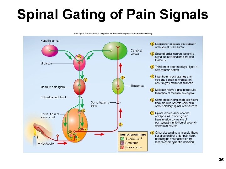 Spinal Gating of Pain Signals 36 