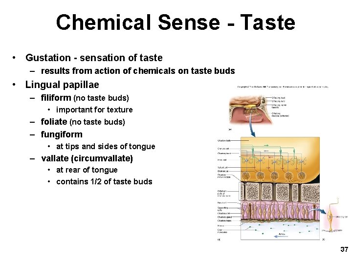 Chemical Sense - Taste • Gustation - sensation of taste – results from action