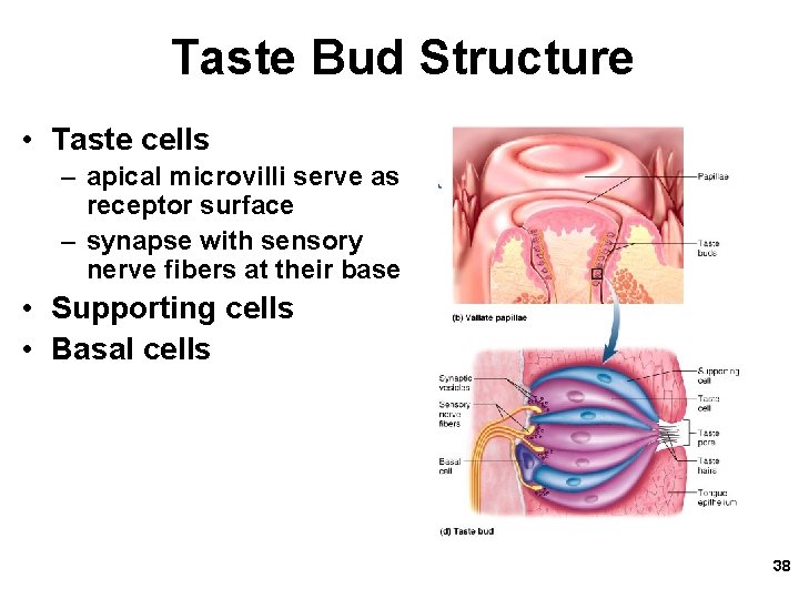 Taste Bud Structure • Taste cells – apical microvilli serve as receptor surface –