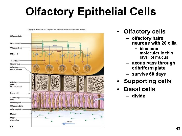 Olfactory Epithelial Cells • Olfactory cells – olfactory hairs neurons with 20 cilia •
