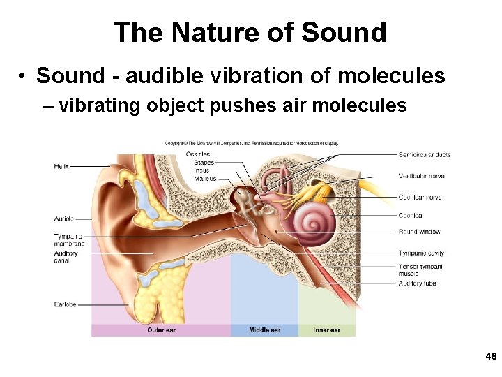 The Nature of Sound • Sound - audible vibration of molecules – vibrating object