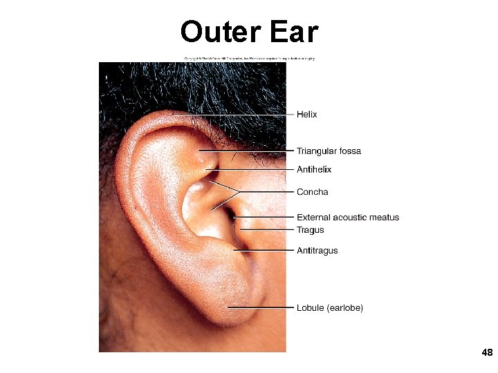 Outer Ear 48 