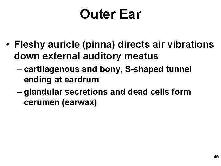 Outer Ear • Fleshy auricle (pinna) directs air vibrations down external auditory meatus –