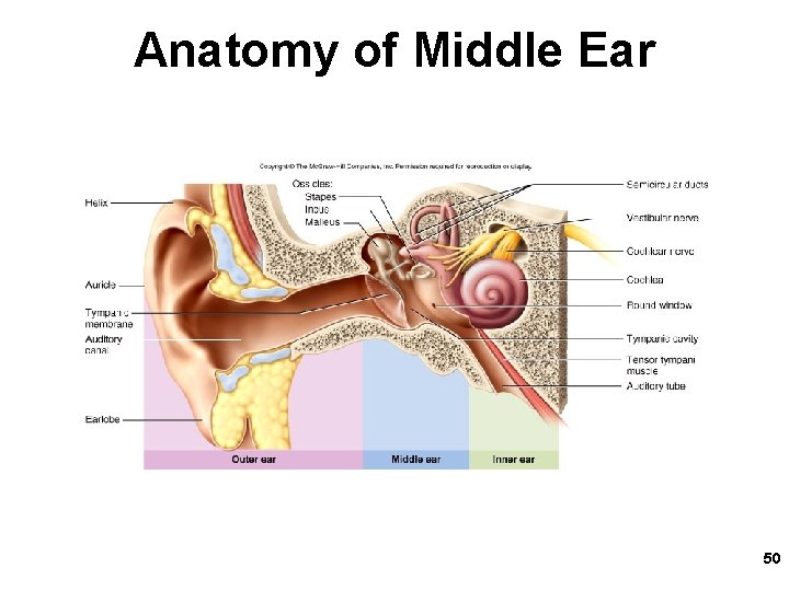 Anatomy of Middle Ear 50 