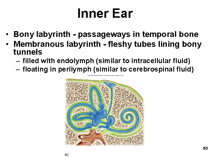 Inner Ear • Bony labyrinth - passageways in temporal bone • Membranous labyrinth -